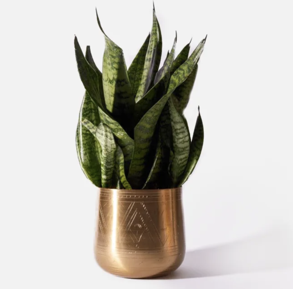 live indoor plant